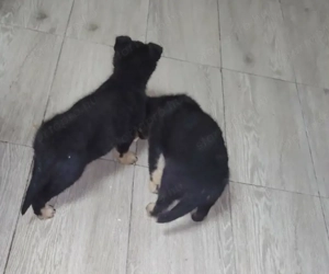 Németjuhász szuka kiskutyák  - kép 2