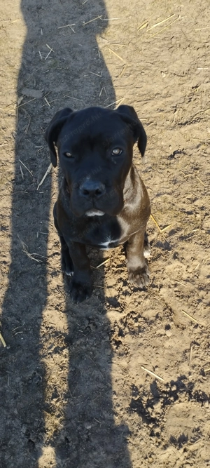 Canecorsopuppy elérhető  - kép 4