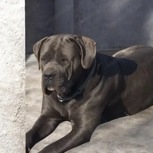 Canecorsopuppy elérhető  - kép 6
