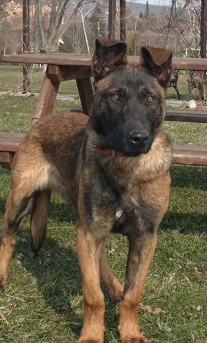 Belga juhász malinois 