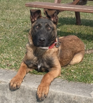 Belga juhász malinois  - kép 3