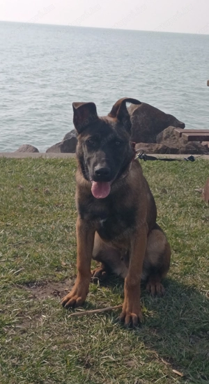 Belga juhász malinois  - kép 5