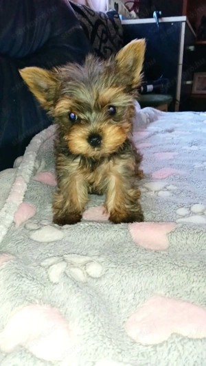 Tündéri Yorkshire terrier kiskutyák  - kép 3