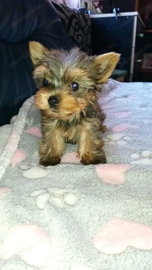 Tündéri Yorkshire terrier kiskutyák  - kép 4