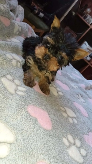 Tündéri Yorkshire terrier kiskutyák  - kép 2
