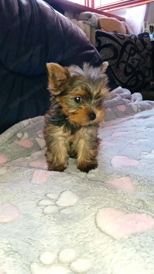 Tündéri Yorkshire terrier kiskutyák  - kép 5