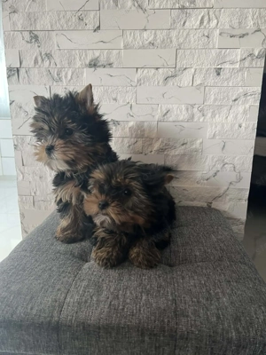 Kis fiú yorki kiskutyák - kép 2