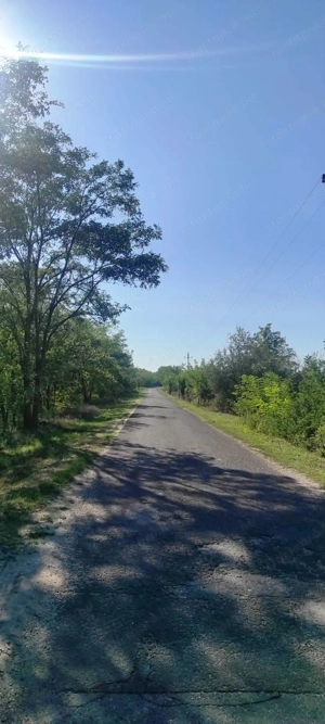 Cserkeszőlőn  nagy szép telek eladó fenyves mellett - kép 11