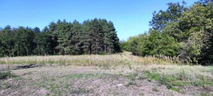 Cserkeszőlőn  nagy szép telek eladó fenyves mellett - kép 15