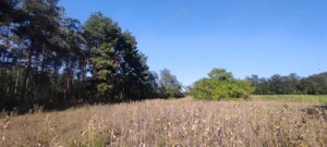 Cserkeszőlőn  nagy szép telek eladó fenyves mellett - kép 12