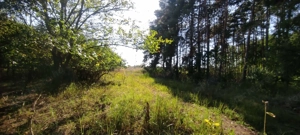 Cserkeszőlőn  nagy szép telek eladó fenyves mellett - kép 6