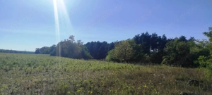 Cserkeszőlőn  nagy szép telek eladó fenyves mellett - kép 8