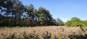 Cserkeszőlőn  nagy szép telek eladó fenyves mellett - kép 5