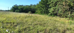 Cserkeszőlőn  nagy szép telek eladó fenyves mellett - kép 14