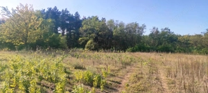 Cserkeszőlőn  nagy szép telek eladó fenyves mellett - kép 7