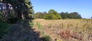 Cserkeszőlőn  nagy szép telek eladó fenyves mellett - kép 13