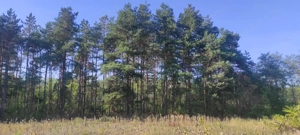 Cserkeszőlőn  nagy szép telek eladó fenyves mellett - kép 10