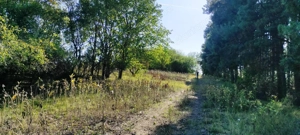 Cserkeszőlőn  nagy szép telek eladó fenyves mellett - kép 9