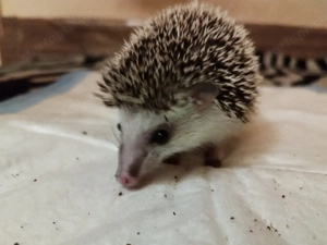 Süni gazdit keres! - kép 5