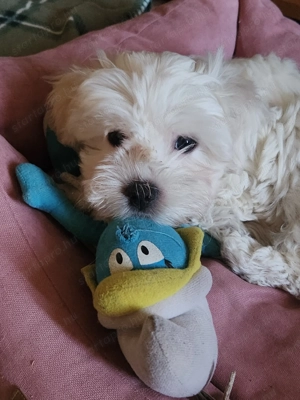 Máltai Selyemszőrű kisfiú,kislány 10 hetesek