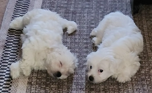 Máltai Selyemszőrű kisfiú,kislány 10 hetesek - kép 5