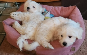 Máltai Selyemszőrű kisfiú,kislány 10 hetesek - kép 2