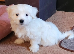 Máltai Selyemszőrű kisfiú,kislány 10 hetesek - kép 3