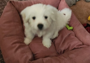 Máltai Selyemszőrű kisfiú,kislány 10 hetesek - kép 4