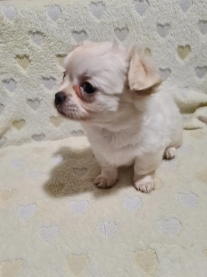 Törzskönyvezett csivava kölykök! Szultán-Sarki Haritage kennel. - kép 8