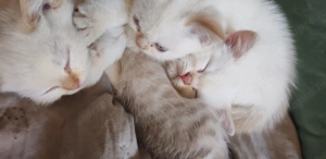 Brit rövidszőrű kiscicák - kép 3