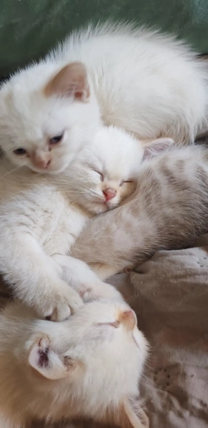 Brit rövidszőrű kiscicák - kép 4