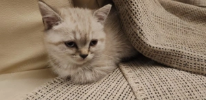 Brit rövidszőrű kiscicák - kép 2