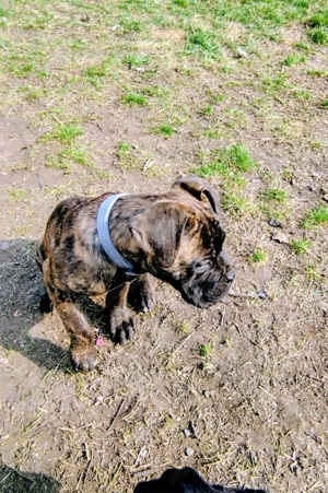 Eladó Cane-Corso szuka kölykök!  - kép 2