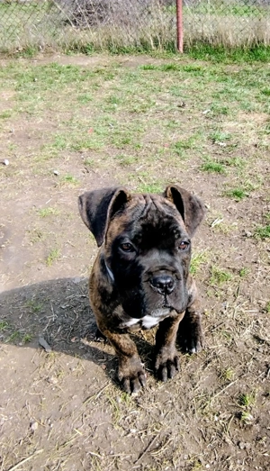 Eladó Cane-Corso szuka kölykök! 
