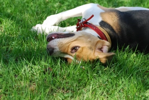 Nőstény Beagle kiskutya - kép 4