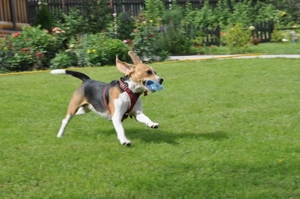 Nőstény Beagle kiskutya