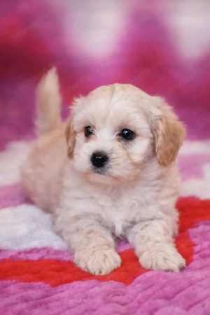 maltipoo   toy uszkár  -  máltai selyem  - kép 2