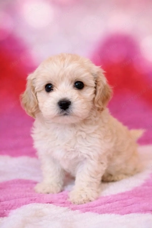 maltipoo   toy uszkár  -  máltai selyem  - kép 5
