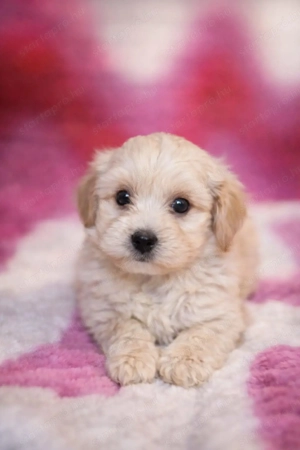 maltipoo   toy uszkár  -  máltai selyem  - kép 4