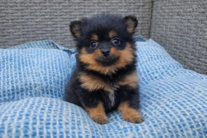 pomerániai törpespicc fajtatiszta jellegű mini pomi - kép 2