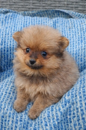 pomerániai törpespicc fajtatiszta jellegű mini pomi - kép 5