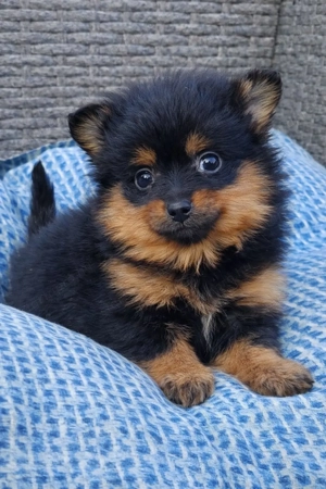 pomerániai törpespicc fajtatiszta jellegű mini pomi - kép 6