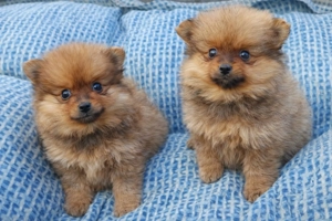 pomerániai törpespicc fajtatiszta jellegű mini pomi - kép 3