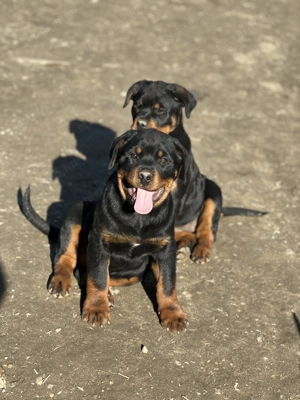 Rottweiler gyönyörű kölykök - kép 2