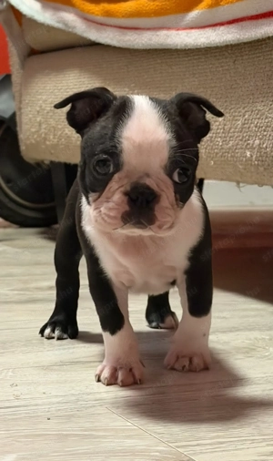 Eladó Boston terrier kiskutyák! - kép 3