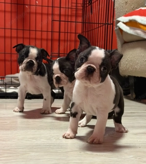 Eladó Boston terrier kiskutyák!