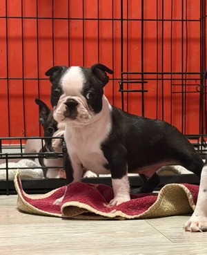 Eladó Boston terrier kiskutyák! - kép 4