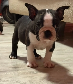 Eladó Boston terrier kiskutyák! - kép 2