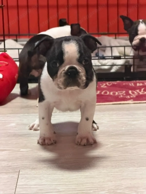 Eladó Boston terrier kiskutyák! - kép 5