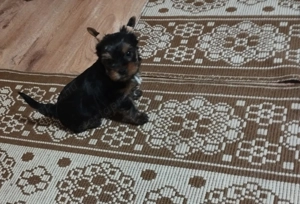 Felnőtt yorkshire terrier 